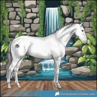 Horse Color:Brown Onyx Sabino Appaloosa 