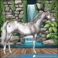 Horse Color:White Spotted Chocolate Silver Blue Onyx Chinchilla 