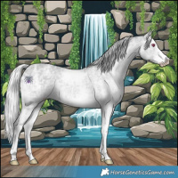 Horse Color:White Spotted Silver Grullo Chinchilla Ice 