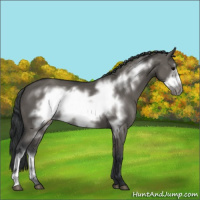 Horse Color:Grullo Frame 
