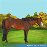 Horse Color:Bay Splash 