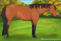 Horse Color:Bay Frame 