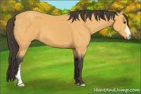 Horse Color:Buckskin 