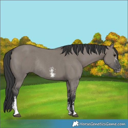 Horse Color:Grullo Sabino Rabicano 