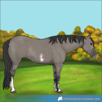 Horse Color:Grullo Sabino Rabicano 