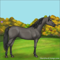 Horse Color:Grullo Sabino Rabicano 