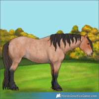 Horse Color:Bay Roan 