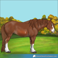 Horse Color:Chestnut 