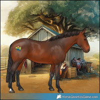 Horse Color:Bay 