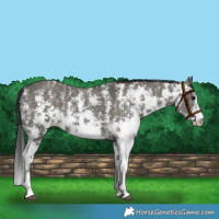 Horse Color:Grullo Sabino Rabicano 