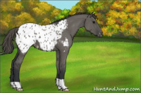 Horse Color:Grullo Appaloosa 