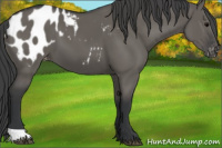 Horse Color:Grullo Appaloosa 