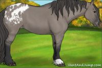Horse Color:Grullo Roan Blanket 