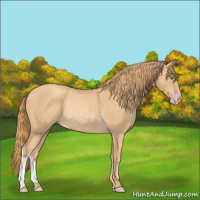 Horse Color:Gold Champagne Rabicano