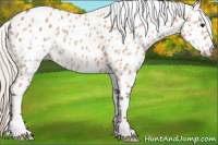 Horse Color:Silver Bay Dun Appaloosa 