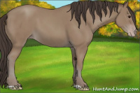 Horse Color:Classic Champagne 