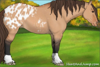 Horse Color:Bay Dun Appaloosa 