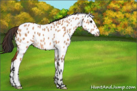 Horse Color:Bay Dun Appaloosa 