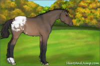 Horse Color:Brown Dun Appaloosa 