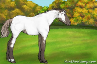Horse Color:Silver Grullo Appaloosa 
