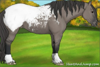 Horse Color:Grullo Appaloosa 