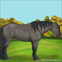 Horse Color:Grullo 