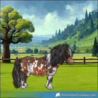 Horse Color:White Spotted Bay 