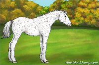 Horse Color:Grullo Appaloosa 