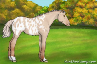 Horse Color:Silver Classic Champagne Dun Appaloosa