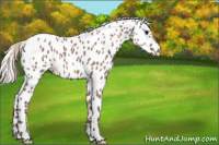 Horse Color:Silver Grullo Appaloosa