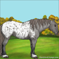 Horse Color:Grullo Appaloosa 