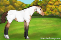 Horse Color:Bay Dun Appaloosa 