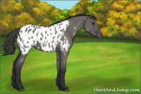 Horse Color:Grullo Roan Appaloosa 