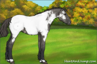 Horse Color:Grullo Appaloosa 