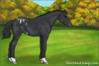 Horse Color:Black Appaloosa 