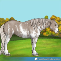 Horse Color:Silver Grullo Sabino 