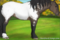 Horse Color:Brown Dun Appaloosa 