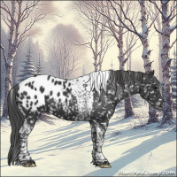 Horse Color:Black Tobiano Appaloosa Rabicano 