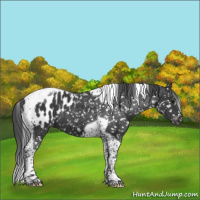 Horse Color:Black Tobiano Appaloosa 