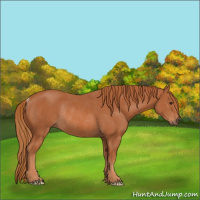Horse Color:Chestnut Rabicano