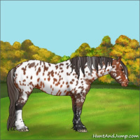 Horse Color:Bay Appaloosa 