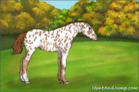 Horse Color:Chestnut Appaloosa 