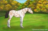 Horse Color:Bay Dun Tobiano Appaloosa 