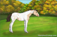 Horse Color:Bay Dun Tobiano Near Leopard