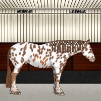 Horse Color:Chestnut Tobiano Near Leopard