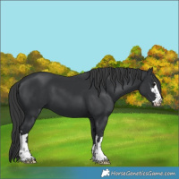 Horse Color:Black 