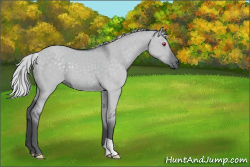 Horse Color:Silver Grullo Chinchilla 