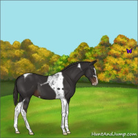 Horse Color:Liver Chestnut Sabino Tobiano 