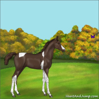 Horse Color:Liver Chestnut Tobiano 