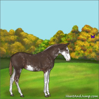 Horse Color:Liver Chestnut Sabino